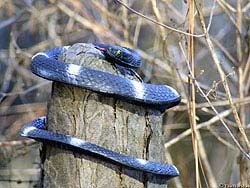 Фото № 002. Гнилые пни часто прячутся за спиной опасной змеи.