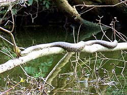 Фото № 003. Тонкие ветки деревьев и кустов не являются серьезным препятствием для ползучих рептилий.