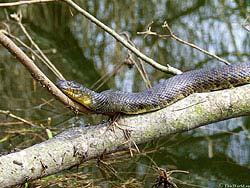 Фото № 004. Реками и озерами змеи не брезгуют, но плавают в них без фанатизма.