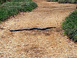Фото № 007. Спешка среди змей считается проявлением дурного тона, но иногда такое случается.