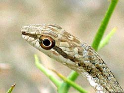Фото № 016. Познание окружающего мира с первых дней жизни – обычное дело для змей.