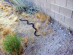 Фото № 044. Искусственная стена может служить серьезным препятствием для змеи.