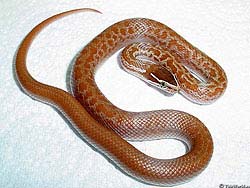 Фото № 046. Ослепительно белая ткань способна любую змею ввести в заблуждение.