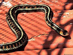 Фото № 048. Мстительные змеи встречаются на нашей планете не так уж и редко.