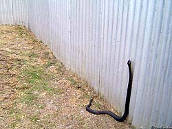 Фото № 054. Перелезть или перепрыгнуть высокий забор этой змее вряд ли удастся.