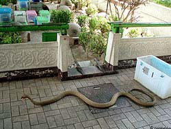 Фото № 057. Прятаться от агрессивно настроенной змеи – не зазорно.