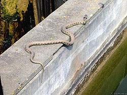 Фото № 060. Змея, прогуливающая себя по парапету набережной неизвестного водоема.