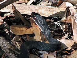 Фото № 062. Фото змеи крупным планом на остатках роскоши минувшего лета.