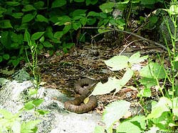 Фото № 066. В лесу змеи валяются в самых неожиданных местах, в том числе на опушке леса.
