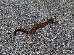 Фото № 073. На шершавом асфальте шкура змеи изнашивается гораздо быстрее.