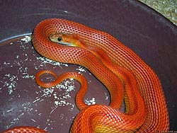 Фото № 075. Красную змею можно использовать в качестве запрещающего сигнала практически в любой сфере деятельности человека.