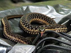 Фото № 076. Сфотографировать высунутый язык змеи проще всего с использованием серийной съемки.