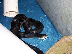 Фото № 080. Здесь в подвальном помещении поселилась обычная змея.