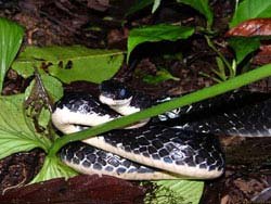 Фото № 082. В свете фотовспышки змея производит впечатление подслеповатого животного.