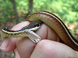 Фото № 084. На этом фото видно, насколько широко змея может раскрывать свою пасть, если дело того стоит.