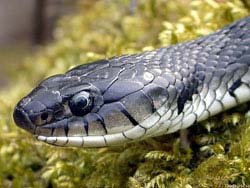 Фото № 096. Злой взгляд вследствие дурного воспитания – явление, почти не встречающееся среди змей.