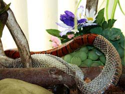 Фото № 097. Сбрасывающая старую кожу змея – занимательное зрелище.