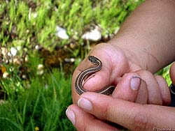 Фото № 104. Некоторые змеи настолько малы, что в принципе не могут представлять опасности для человека.