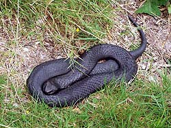Фото № 107. Черную змею легко перепутать с отходами кабельной продукции.