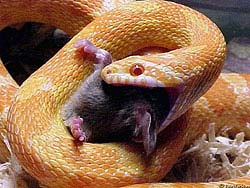 Фото № 111. Змея поедает обычную крысу, которую сама и поймала.