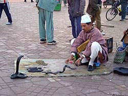 Фото № 113. Пока одна из змей получает взбучку от дрессировщика за непослушание, остальные внимательно смотрят, как наказывают их подругу.