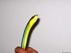 Фото № 116. Тело маленькой змеи достаточно слегка сжать рукой, и ее верхняя часть вместе с головой принимает вертикальное положение.