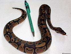 Фото № 118. Лежащая рядом шариковая ручка дает полное представление о размерах этой подрастающей змеи.