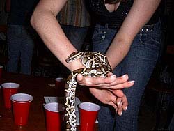 Фото № 121. Невинные забавы со змеей после небольшой дозы алкоголя.