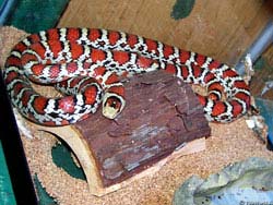 Фото № 123. Фото коралловой змеи, коротающей свой век в зоопарке в стеклянном ящике.