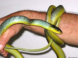 Фото № 127. В волосатых мужских руках змея смотрится колоритно.