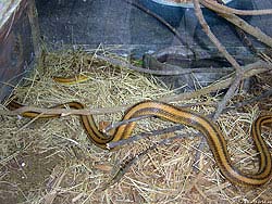 Фото № 128. В обстановке, приближенной к реальной, проживает эта коричневая змея.