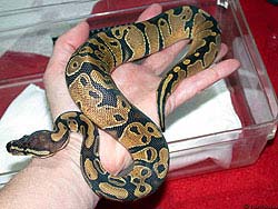 Фото № 131. Холеная откормленная змея, не подозревающая, насколько трудной может быть добыча крысы или цыпленка.