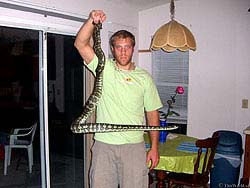 Фото № 132. Далеко не все змеи могут держать половину своего тела на весу абсолютно горизонтально.