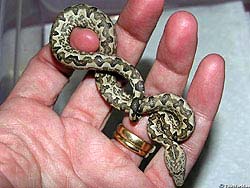 Фото № 133. Эта змея проходит обучение сложным узлам на пальцах живого человека.