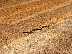 Фото № 140. Раненая змея посреди грунтовой дороги, по всей видимости, пострадала от автомобиля.