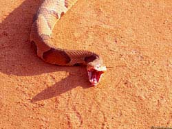 Фото № 145. Змея ведет себя агрессивно и широко открытой пастью пытается напугать фотографа.