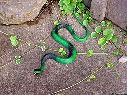 Фото № 147. Зеленая змея из высококачественной резины.