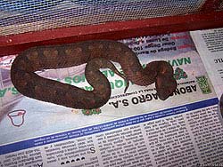 Фото № 148. Змея пытается читать газету, но текст написан на басурманском языке, и ничего не получается.