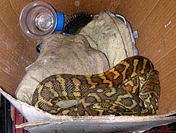 Фото № 150. Эта змея живет в картонной коробке на старом тряпье, и вполне довольна своей судьбой.