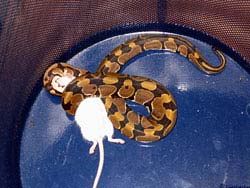 Фото № 153. Белая крыса задушена змеей в области шеи, но пока еще не съедена.