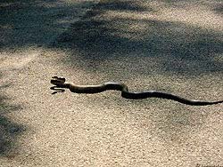 Фото № 155. Не успев убраться с асфальтового покрытия незамеченной, змея принимает угрожающую позу.