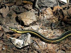 Фото № 161. К камням натурального и искусственного происхождения, торчащим из земли, змея привыкла очень быстро.
