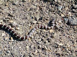 Фото № 170. Пятнистая змея пробирается среди камней, не обращая внимания ни на кого.