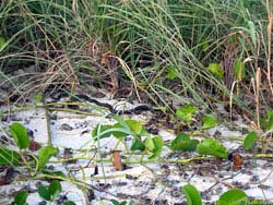 Фото № 173. На белом прибрежном песке, частично заросшем травой, змее черного цвета остаться незамеченной совсем не просто.