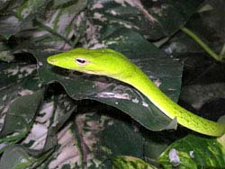 Фото № 187. Плоскоголовая змея маскируется под листья буйной тропической растительности.