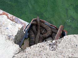 Фото № 189. Эти змеи нашли себе убежище на берегу водоема в пустотах бетонной конструкции.
