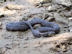 Фото № 196. У этой змеи на теле просматривается небольшое утолщение. Кажется, она недавно плотно пообедала.