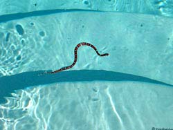 Фото № 197. Коралловая змея, выпущенная поплавать в бассейн в целях его охраны.