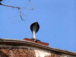 Фото № 201. Фигурка кобры на крыше частного дома, установленная для отпугивания воров и негодяев.