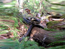 Фото № 207. Обнаруженная в чаще леса змея не собирается обращаться в бегство, а с интересом смотрит на фотографа.